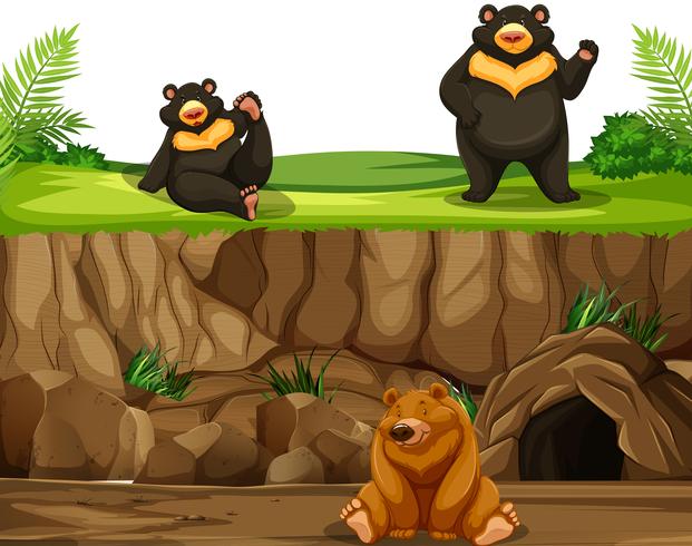 Bear in the nature vector