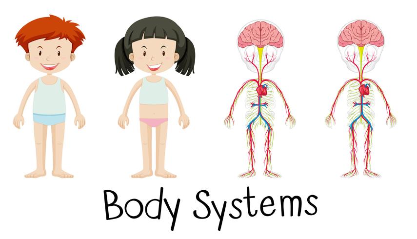 Body systems of boy and girl vector