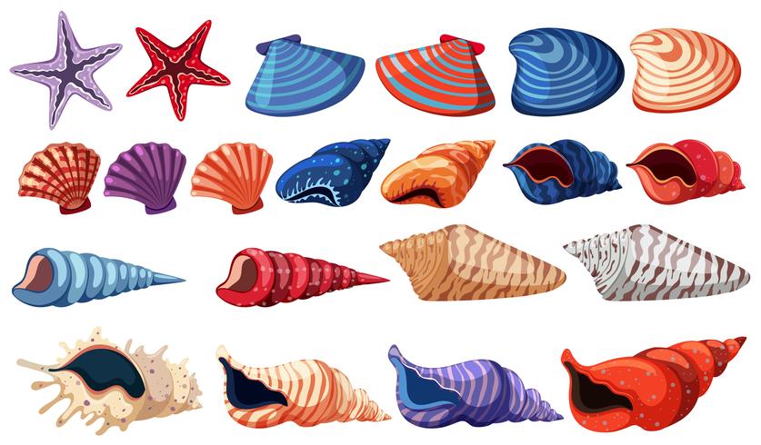 Different types of seashells on white background vector