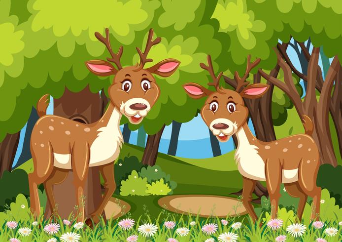 Two deers in woods scene vector