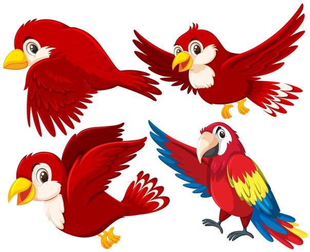 Conjunto de pájaro rojo vector