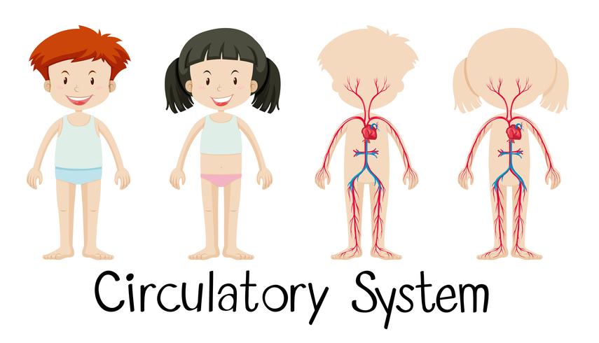 Boy and girl with circulatory system diagram vector