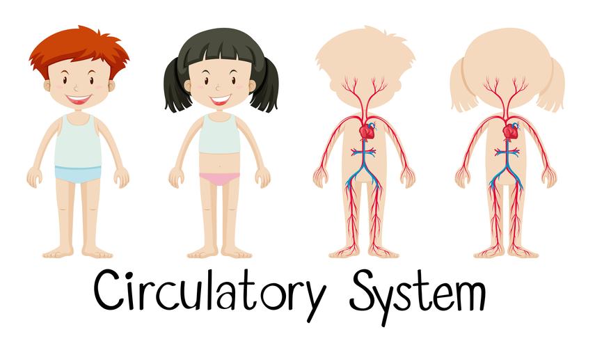 Niño y niña con diagrama de sistema circulatorio vector