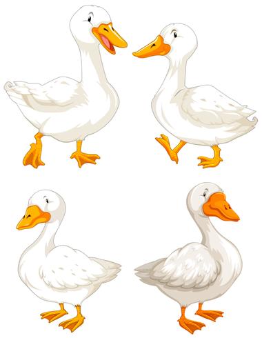 set of white geese vector