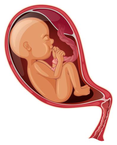 Bebé dentro del vientre de la mujer vector