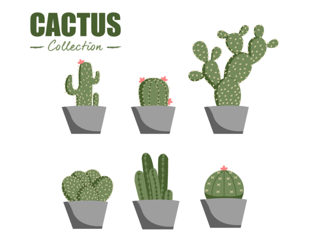 flat cactus collection vector element