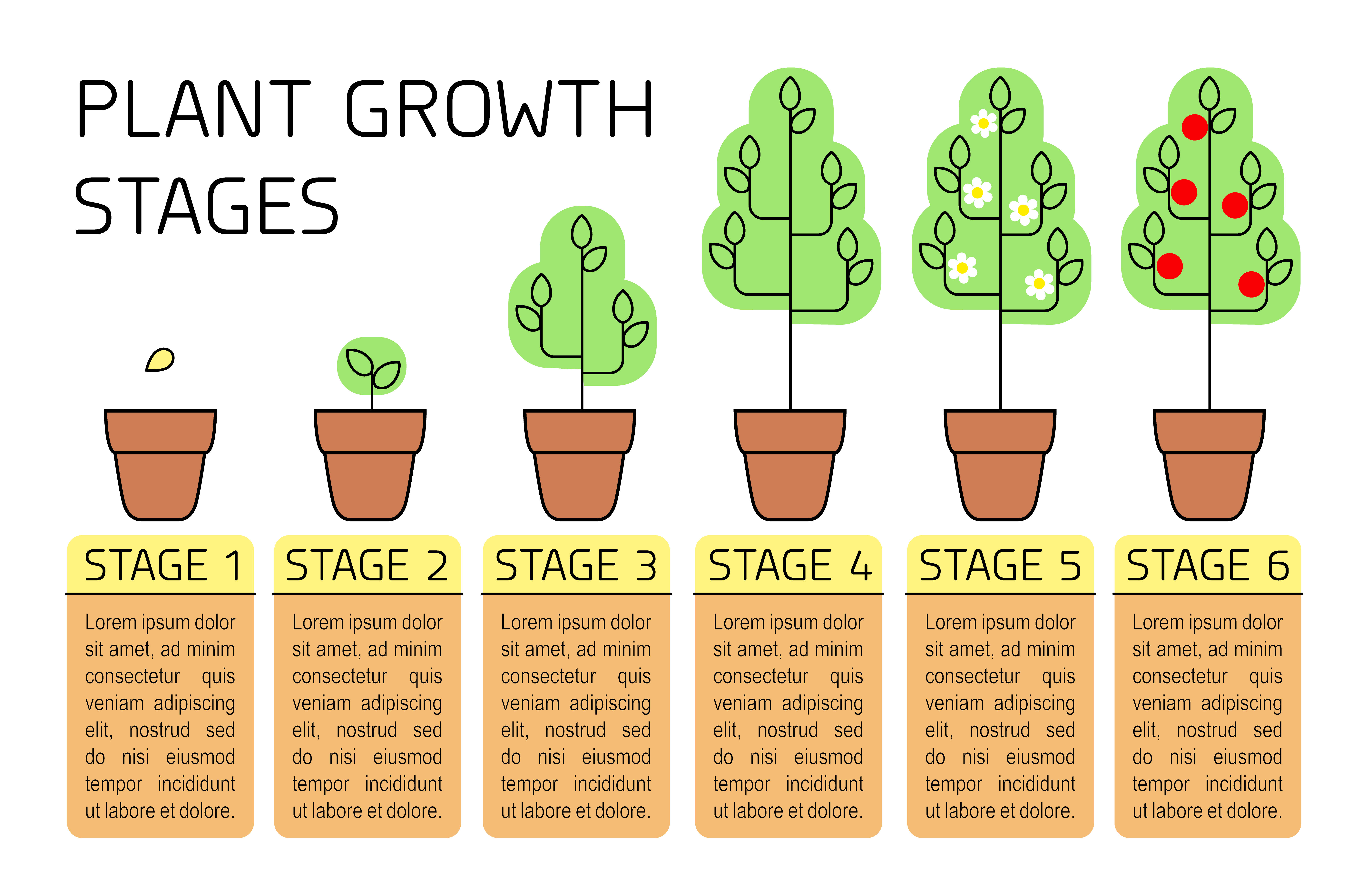 Plant growth stages colorful infographics. Line art icons Plant growth stages colorful infographics. Line art icons
