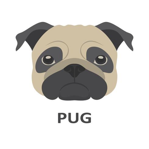 Vector illustration of pug in flat style.