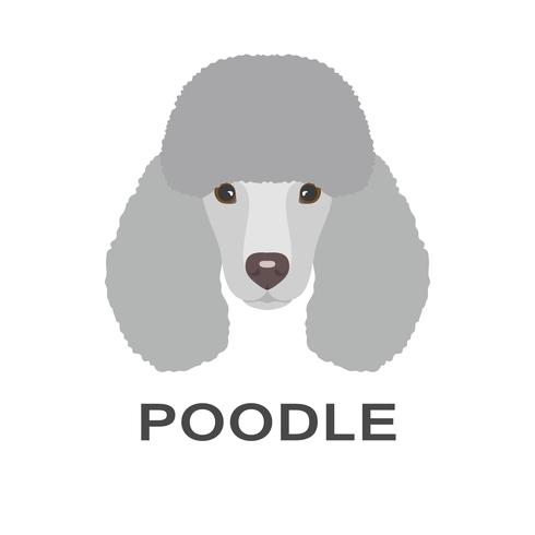 Ilustración de vector de caniche en estilo plano. Poodle icono plana.