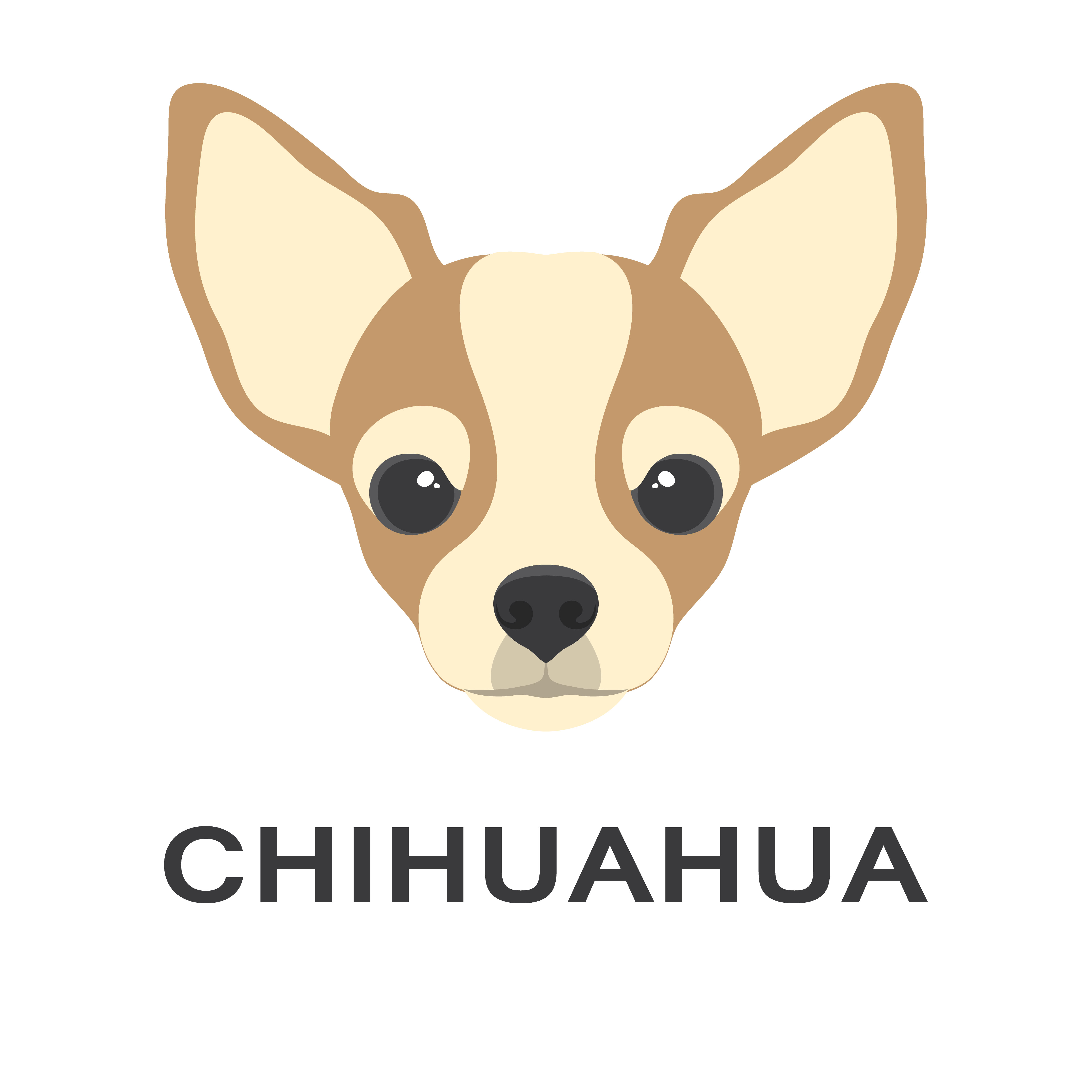 Vector illustration og chihuahua dog in flat style. Chihuahua flat icon