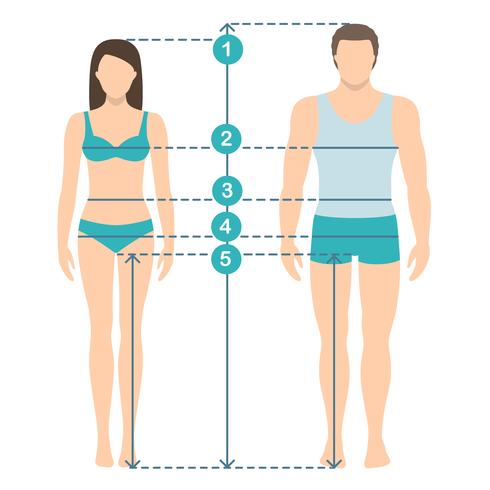 Ilustración vectorial de hombre y mujeres en longitud completa con líneas de medición de parámetros corporales. Medidas de tallas hombre y mujer. Mediciones y proporciones del cuerpo humano. Diseño plano. vector