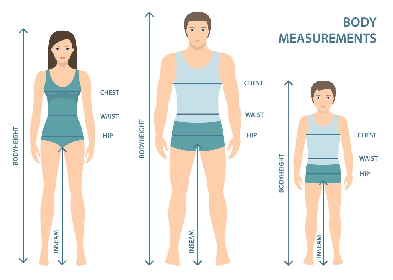 visual representation of body measurements