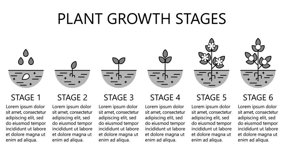 Infografía de las etapas de crecimiento de las plantas. Línea monocromática iconos de arte. Plantilla de instrucciones de siembra. Ilustración de estilo lineal aislado en blanco. Plantación de frutas, proceso de hortalizas. Estilo de diseño plano. vector