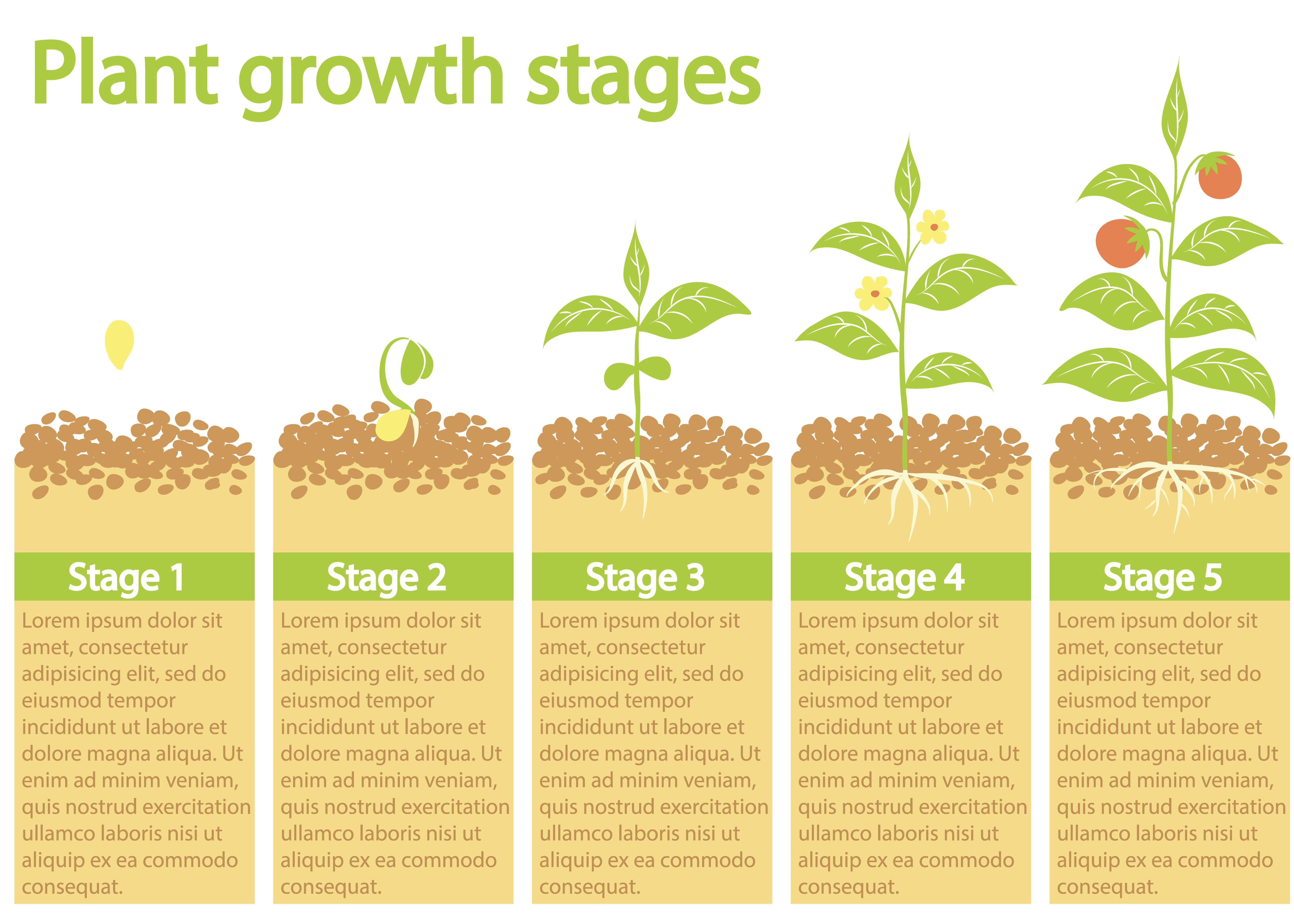 Plants growing infographic. Plants process. Plants growth stages. 616877 Vector Art at Vecteezy