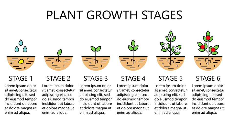 Infografía de las etapas de crecimiento de las plantas. Iconos de la línea de arte. Plantilla de instrucciones de siembra. Ilustración de estilo lineal aislado en blanco. Plantación de frutas, proceso de hortalizas. Estilo de diseño plano. vector