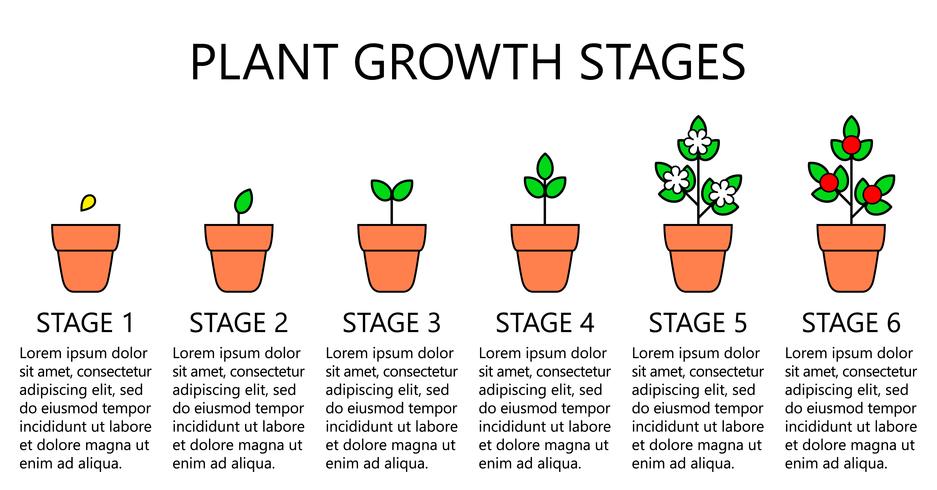 Infografía de las etapas de crecimiento de las plantas. Iconos de la línea de arte. Plantilla de instrucciones de siembra. Ilustración de estilo lineal aislado en blanco. Plantación de frutas, proceso de hortalizas. Estilo de diseño plano. vector