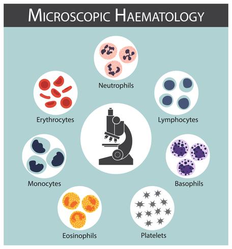Microscopic hematology . vector