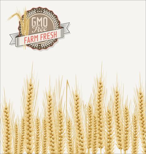 Field of Wheat background vector