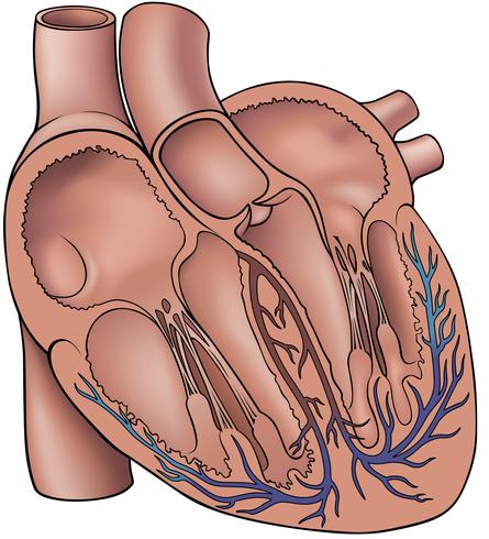 Corazón humano con cámaras y venas. vector