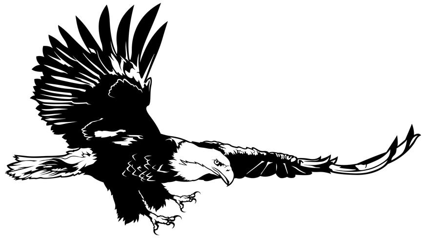 Águila calva voladora vector