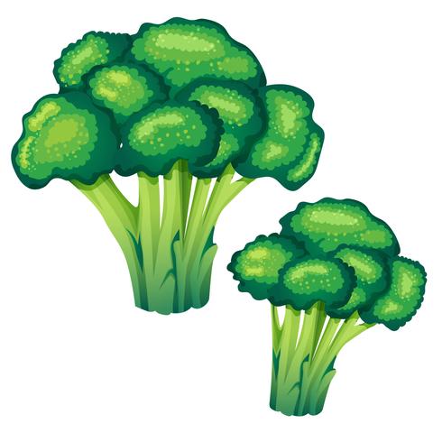 broccoli vector illustration
