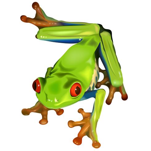 Red-eyed Tree Frog 619695 Vector Art at Vecteezy Red-eyed Tree Frog 619695 Vector Art at Vecteezy