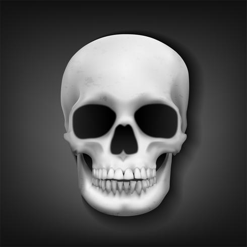 Realistic skull head on dark background, Vector Illustration