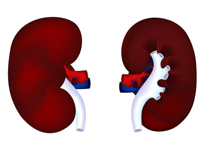 Modelo de riñón humano vector