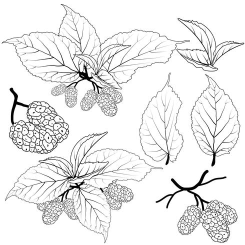 mulberry vector set