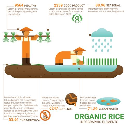 Comida sana, arroz orgánico. vector
