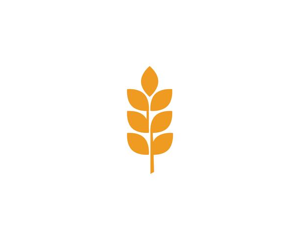 Agriculture wheat Logos vector