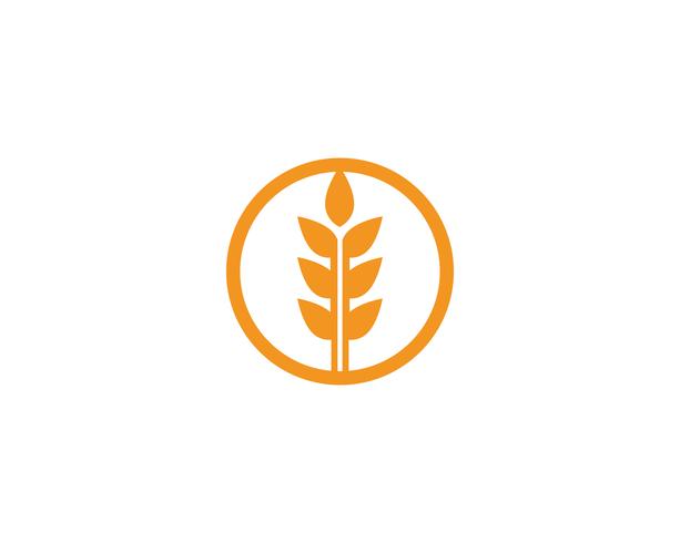 Wheat logo vector template