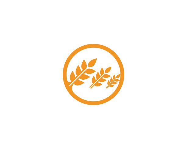 Wheat logo vector template