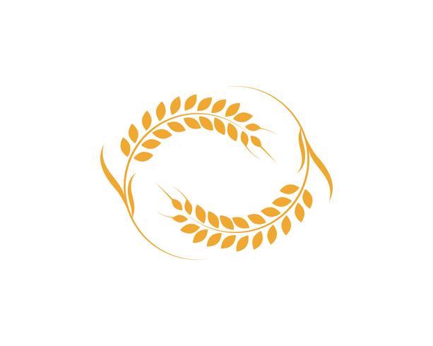 Agriculture wheat Logo Template vector icon design