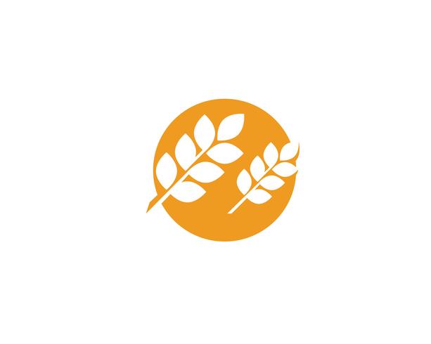 Agriculture wheat Logos vector