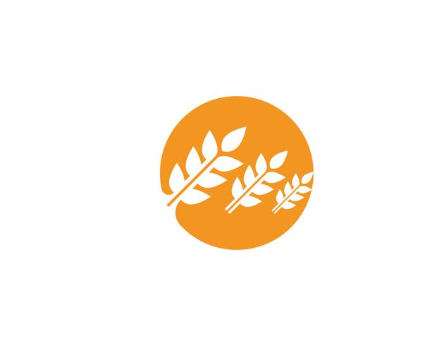 Wheat logo vector template
