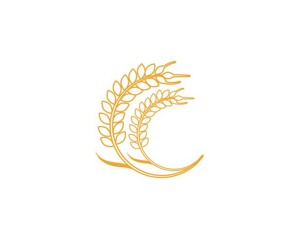 Agriculture wheat Logo Template vector icon design