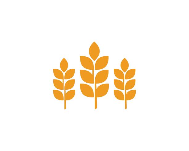 Agriculture wheat Logos vector