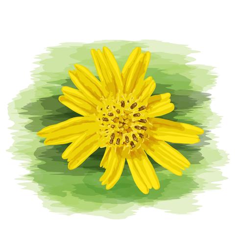 Close up yellow wild daisy with watercolor painting on vector art.