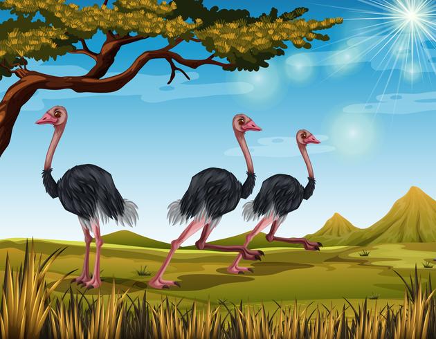 Three ostriches running in the field vector