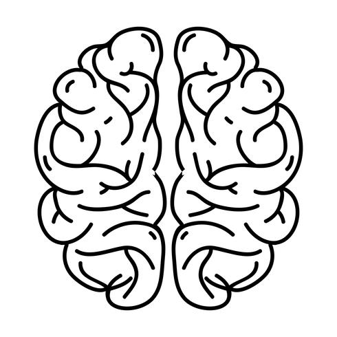 Línea anatomía del cerebro humano a creativo e intelecto. vector