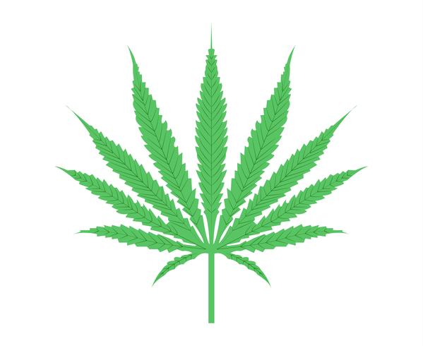 Realistic cannabis leaf vector