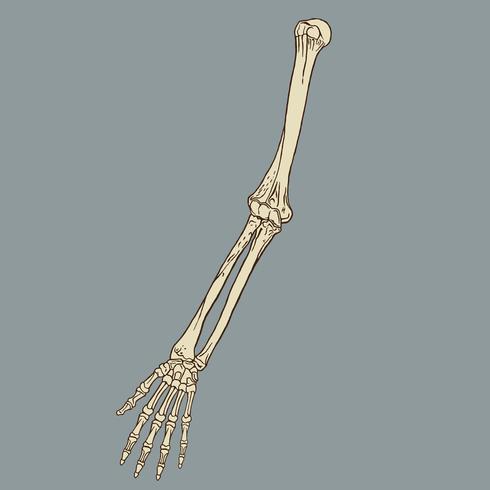 Human Forearm Skeleton Vector