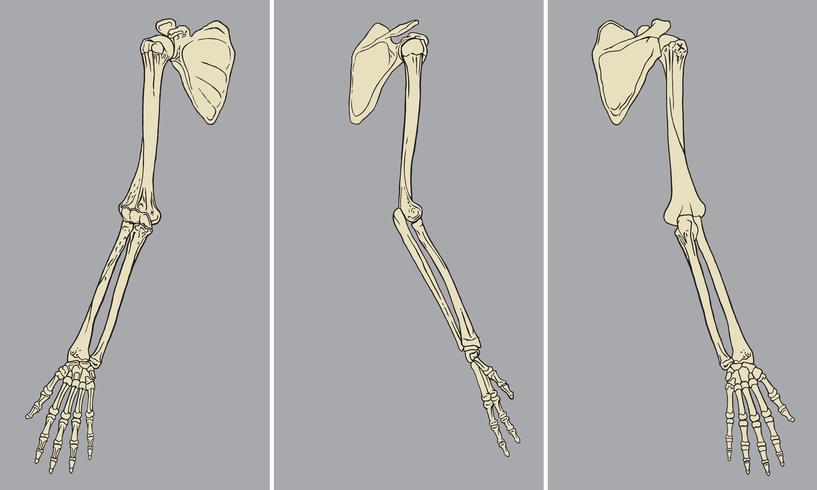 Vector de paquete de anatomía esquelética del brazo humano