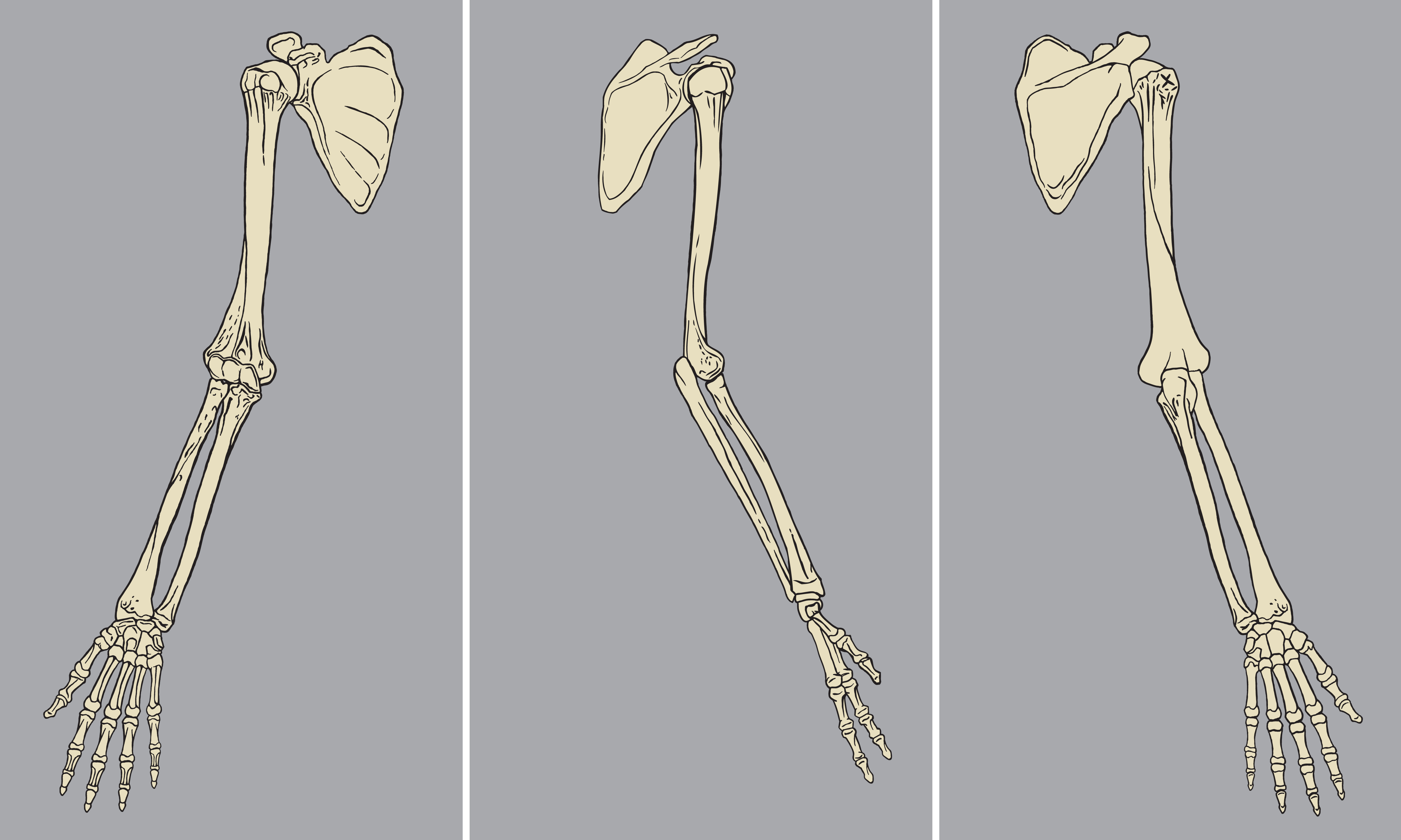 Human Arm Skeletal Anatomy Pack Vector 640027 - Download ...