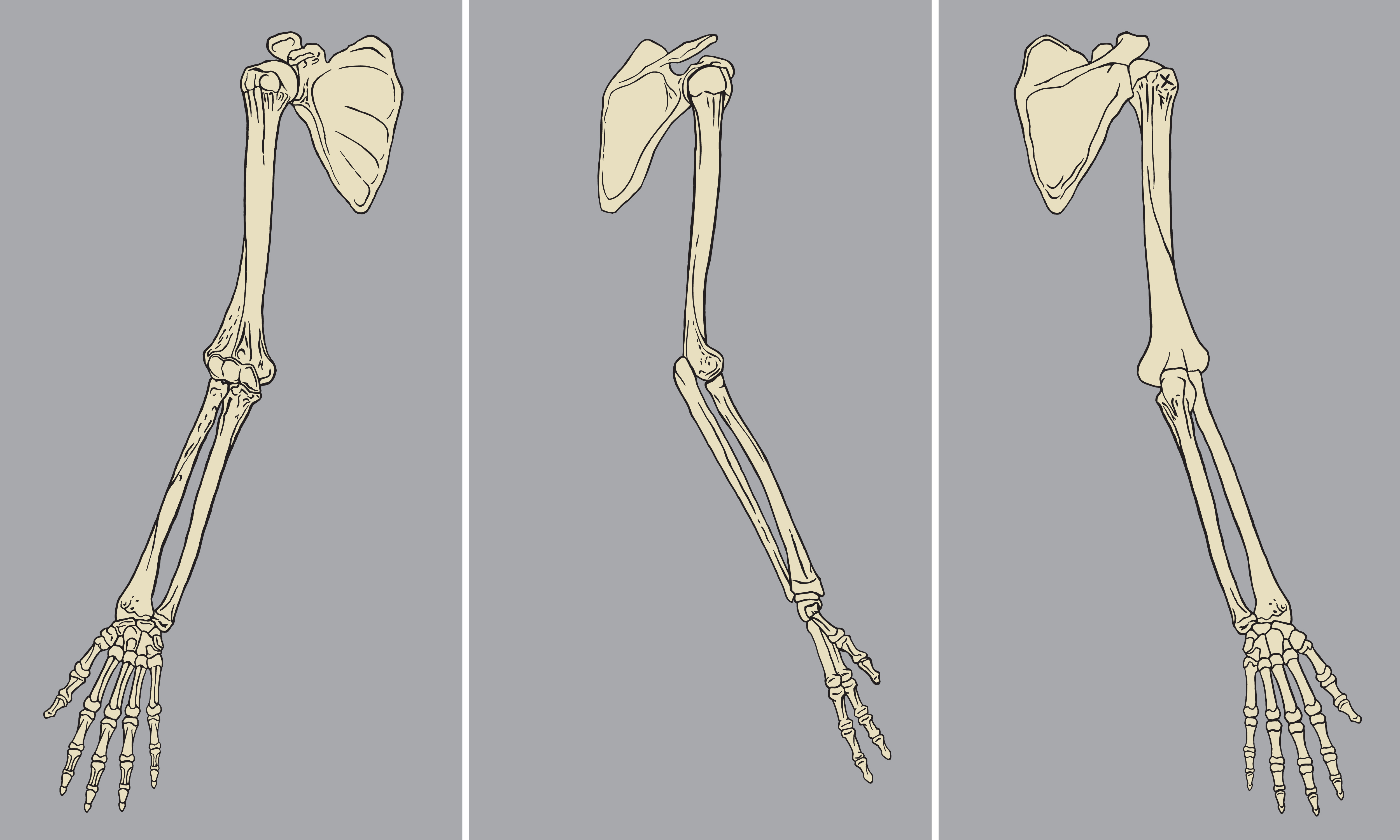 human skeleton arms