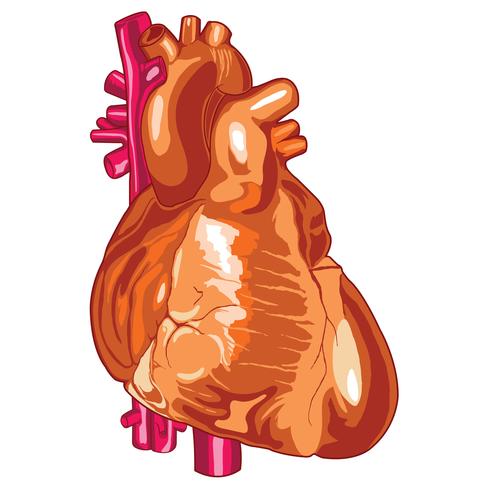 Ilustración médica del corazón humano ilustración vectorial vector