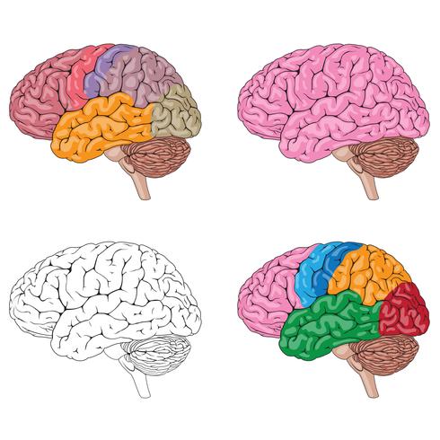 Ilustración médica de cerebro humano colores mezclados vector