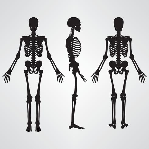 Human skeleton silhouette black color vector illustration