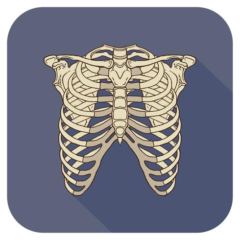 Ribs Flat Icon NavyBlue vector